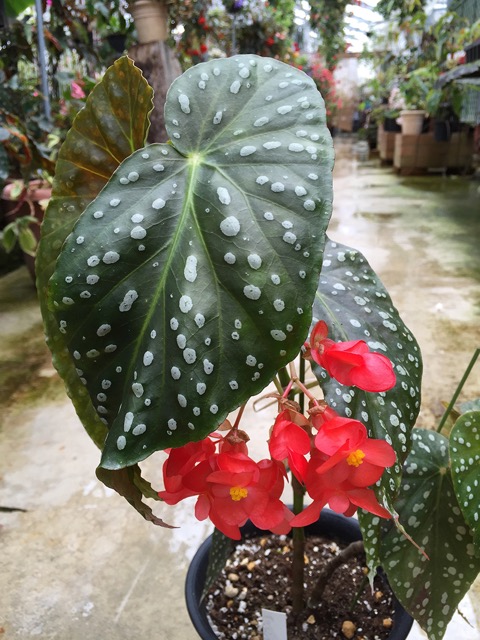 B. ‘Amaikioku’